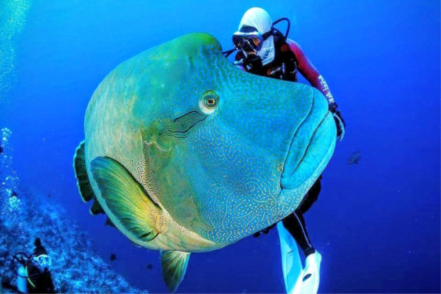 Snorkeling Trip to Giftun Island in Hurghada